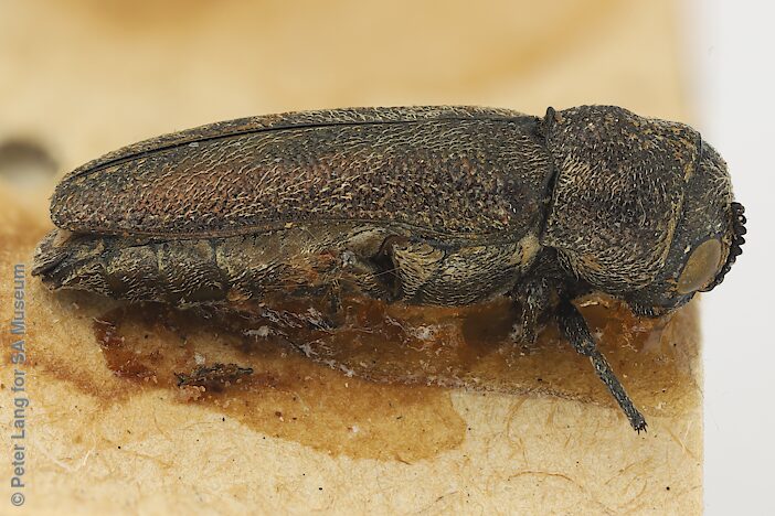 Paracephala murina, SAMA 25-50450, YP, photo by Peter Lang for SA Museum, 6.1 × 2.0 mm